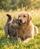 Darmgezondheid voor honden en katten