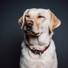 Overzicht van supplementen en voeding voor honden