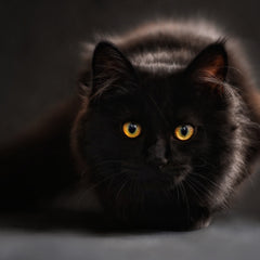 Overzicht van supplementen en voeding voor katten