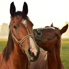Overzicht van supplementen en voeding voor paarden