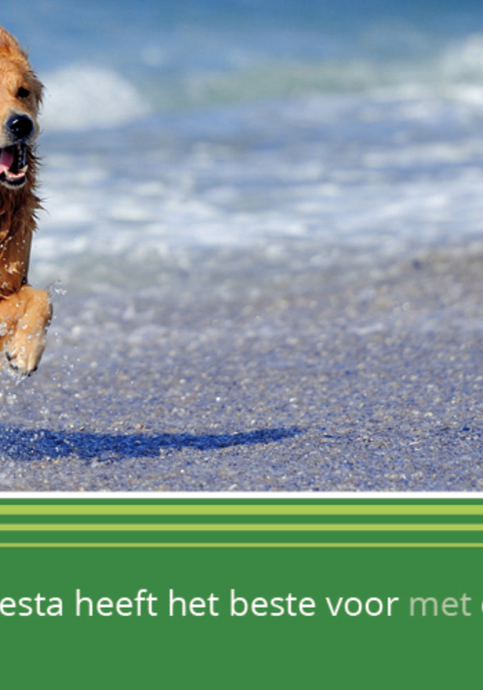 Hond in het water