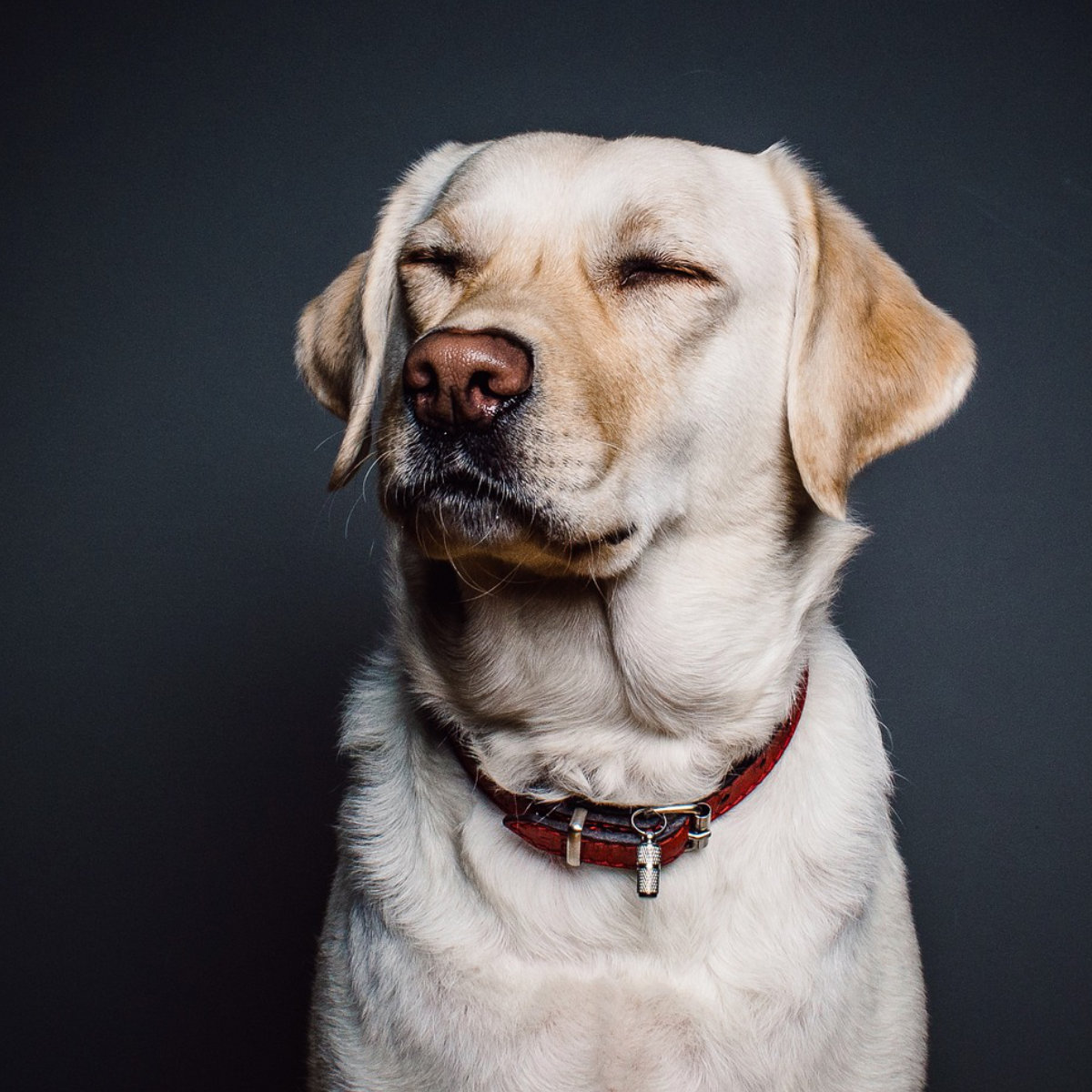 Producten voor honden